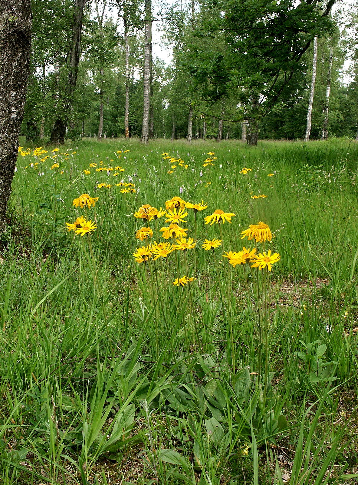 True Arnica montana Flowers