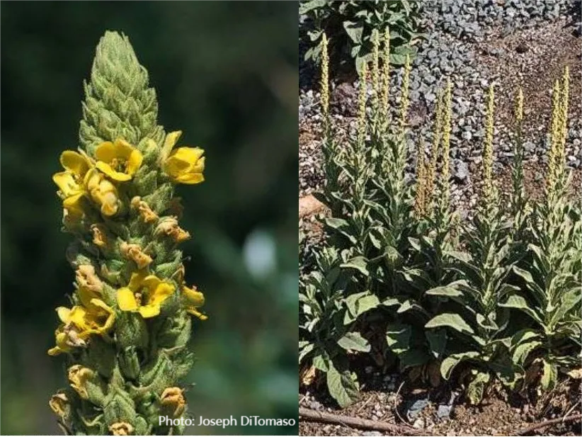 Mullein Seeds (Verbascum thapsus)